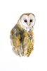 BIRGITTA SAFLUND - Barn Owl - watercolour - 25 x 35 cm unframed - €250