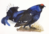 BIRGITTA SAFLUND - Black Grouse I - watercolour - 25 x 35 cm unframed - €300